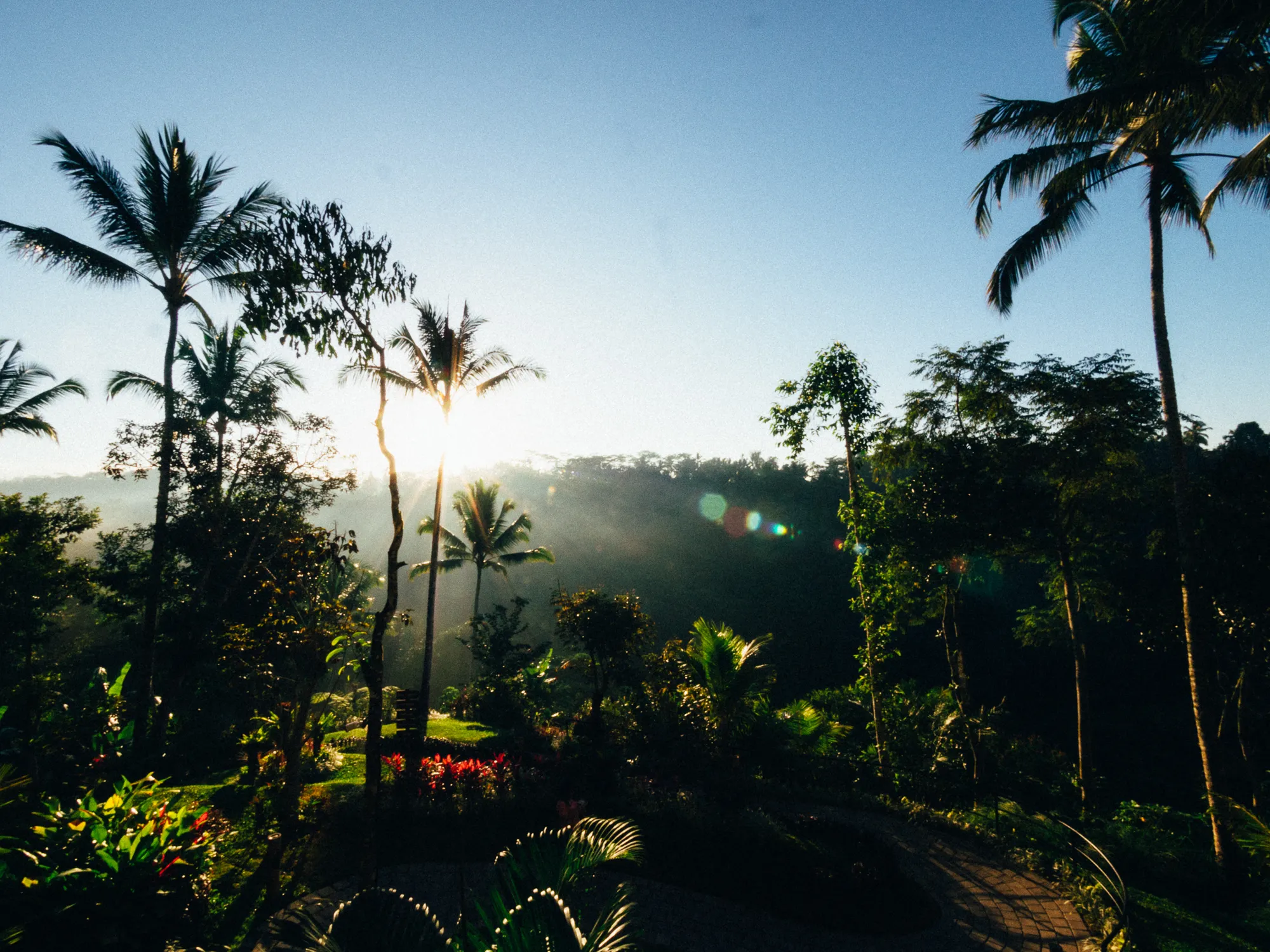 Hazy sun through tropical palm trees, lush plants, and a curved path.