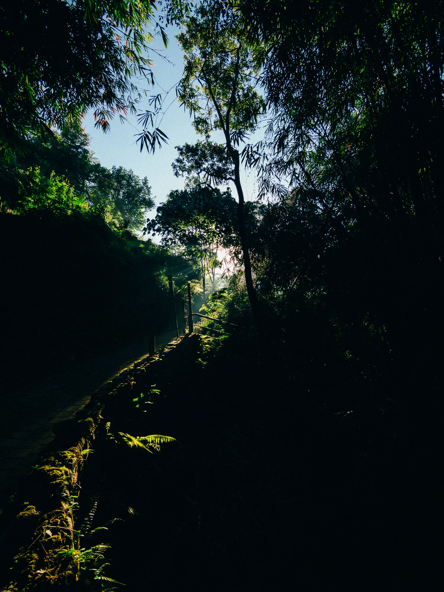 Dark forest path with sunlight streaming through bamboo and trees.