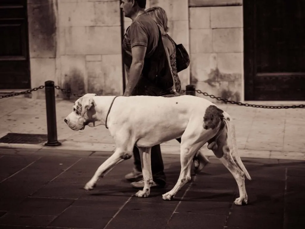 Two dogs cross the flagstones of an Ortygia lane