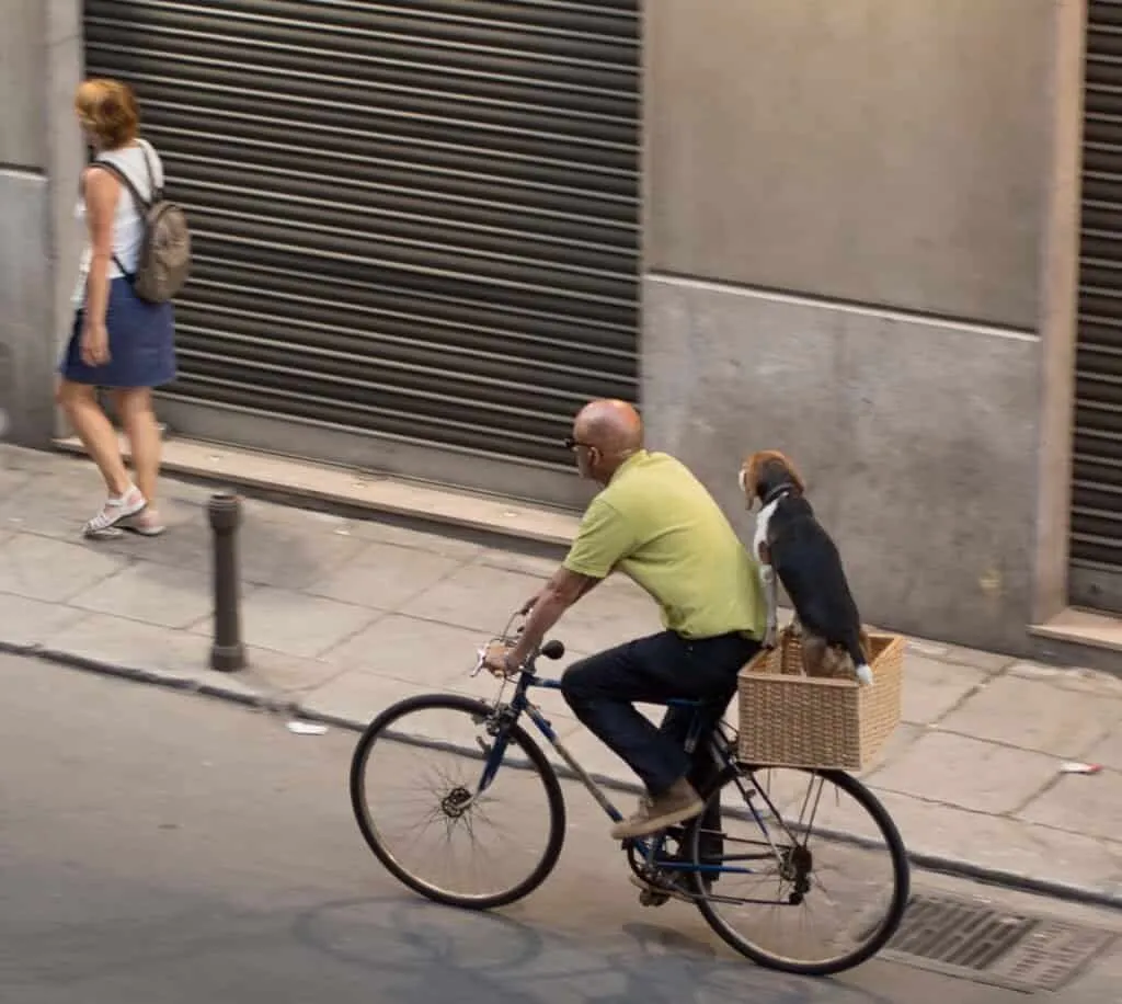 A Palermitano cycles past shuttered shopfronts, dog riding behind