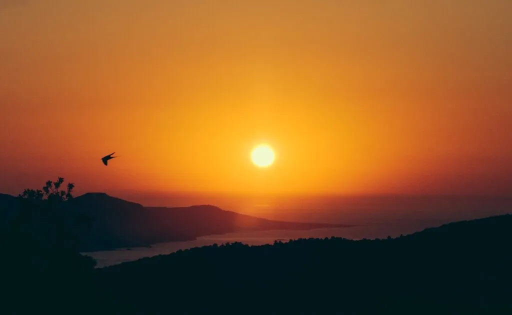 The sun setting over the gulf on the drive back to Paphos, a bird crossing the glare