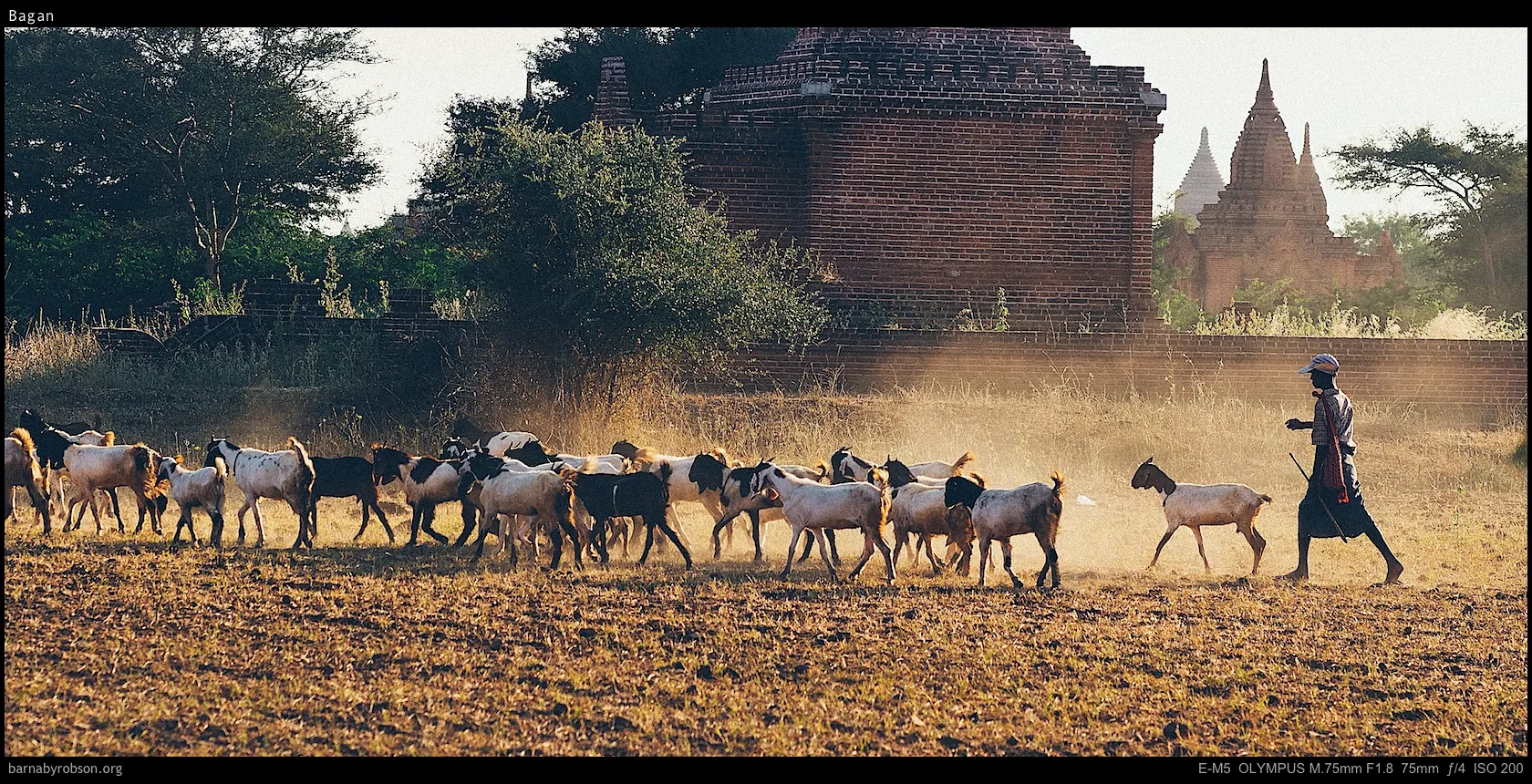 Herder guides goats across dusty field with ancient temples in background.