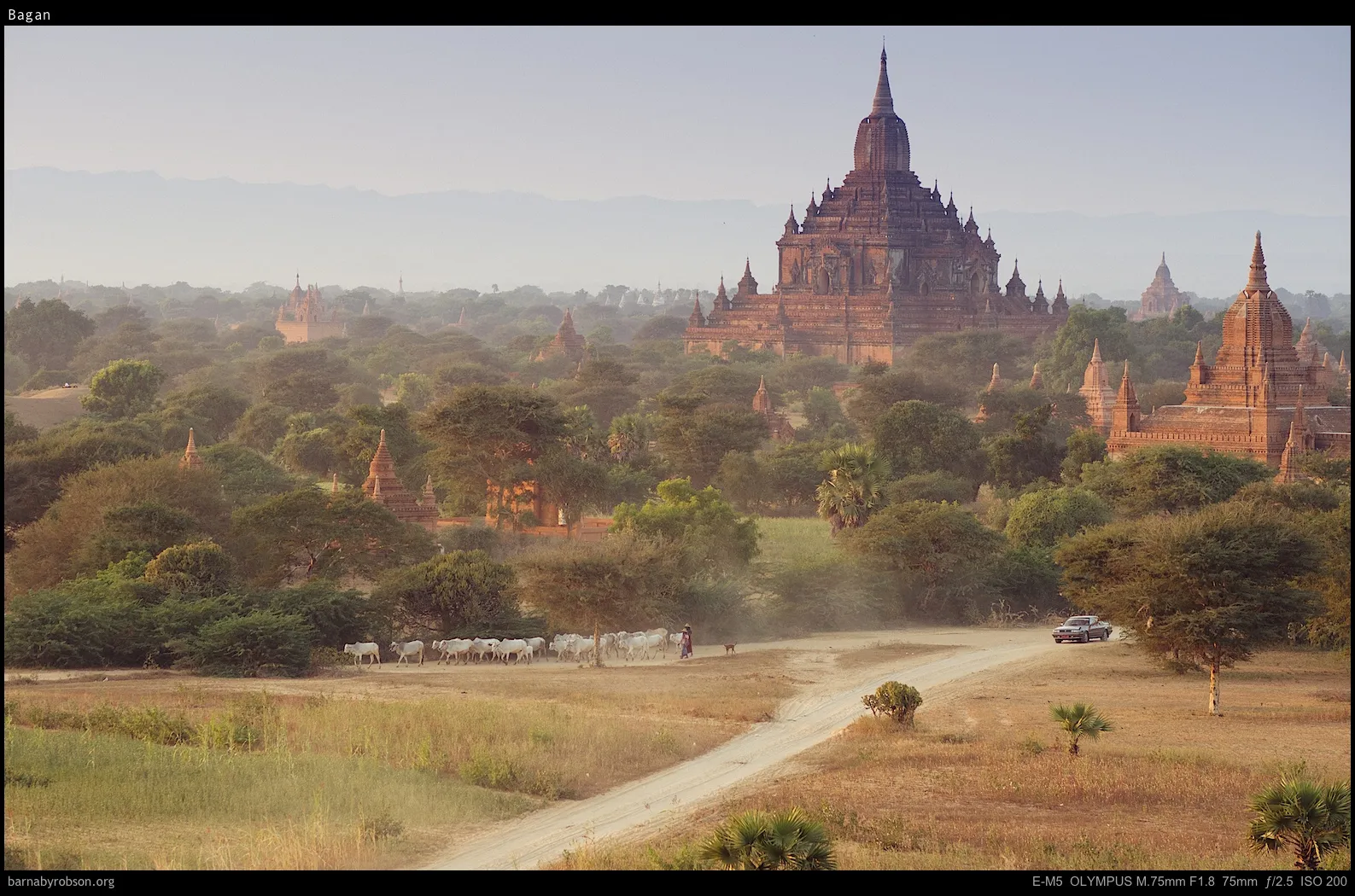 Hazy view of Bagan temples, trees, cattle, person, and car on a dirt road.