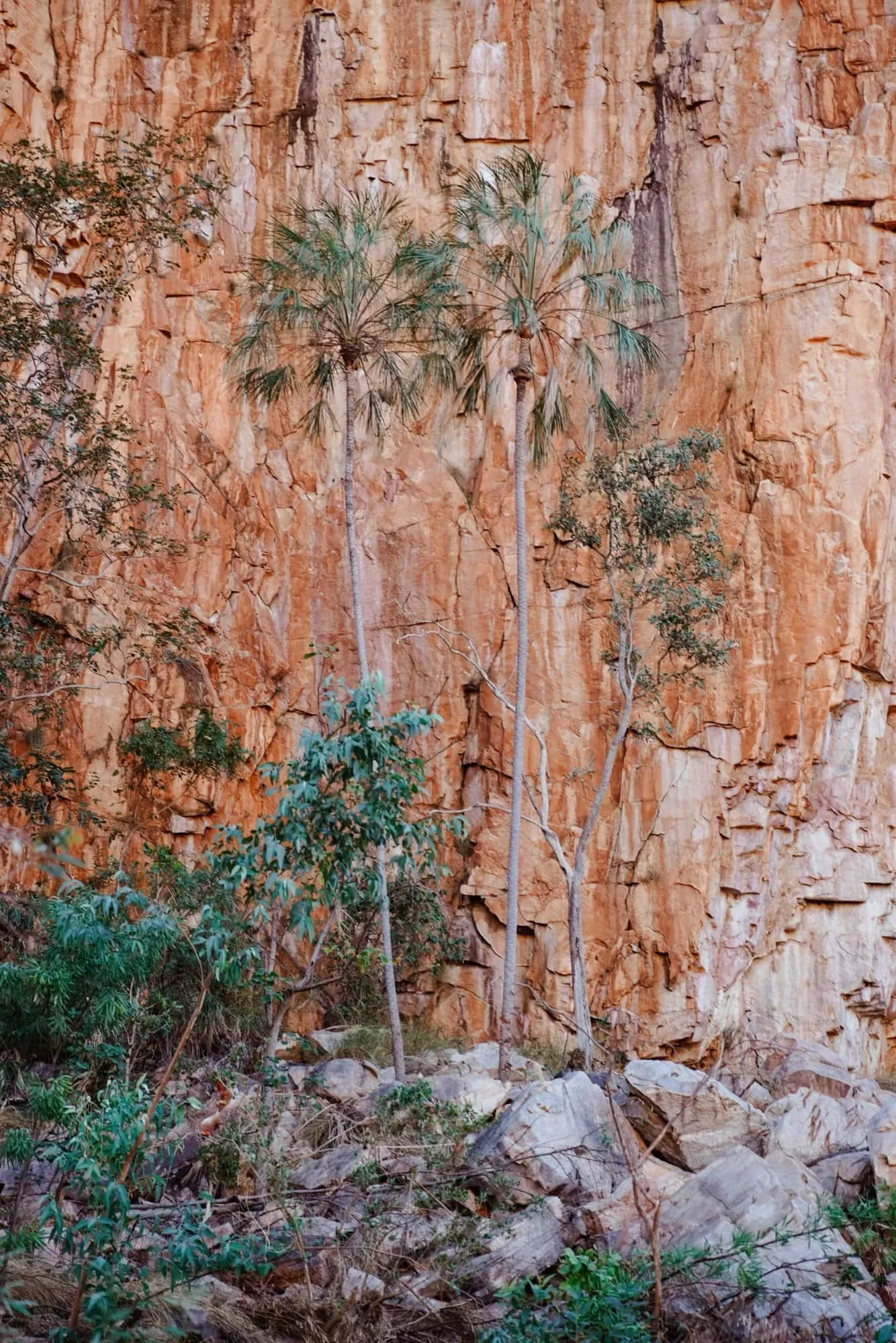 Fan palms growing against an orange sandstone cliff in the Northern Territory.