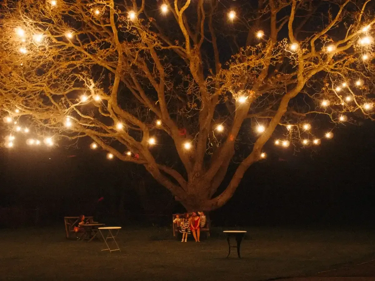 Large tree at night, covered in glowing string lights, people seated.