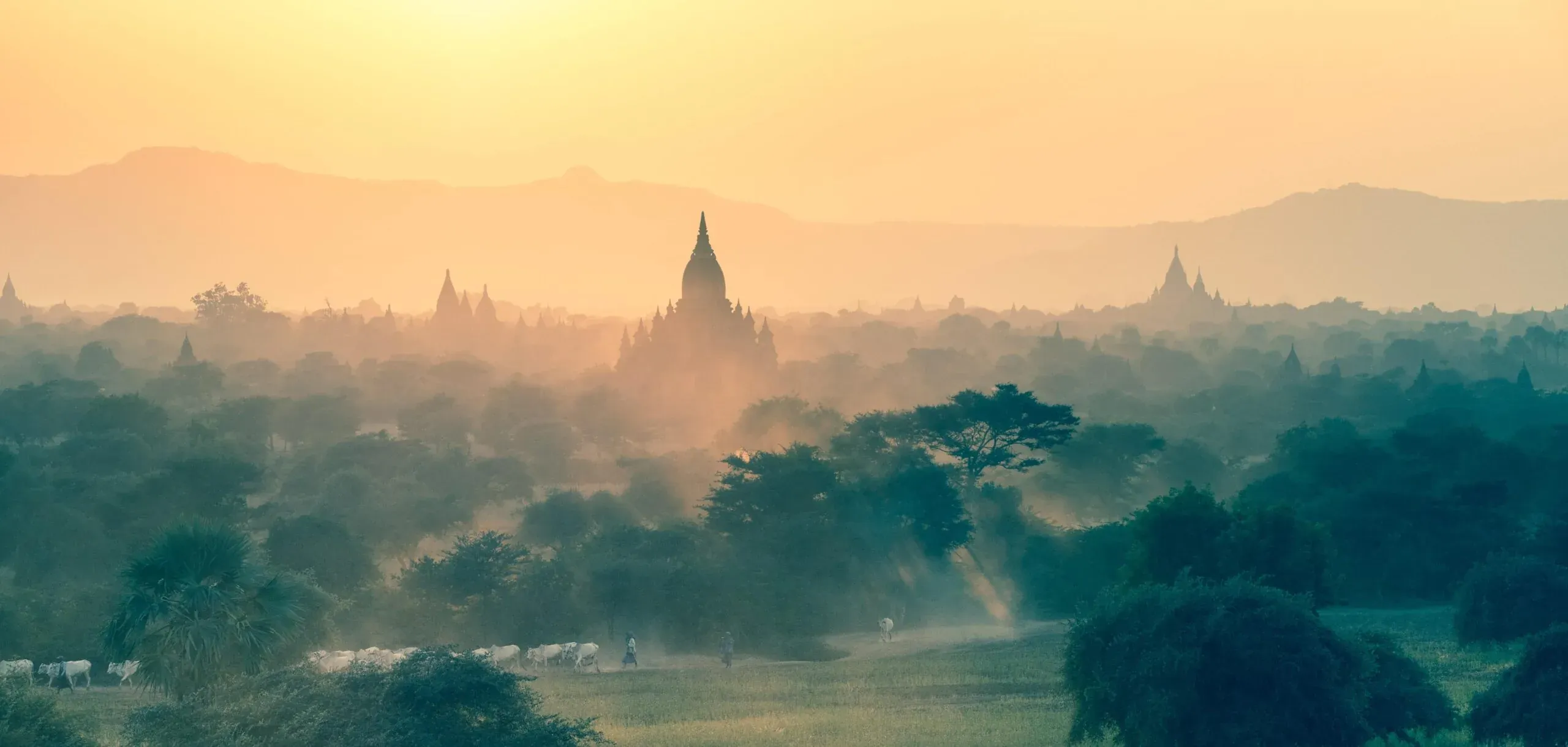 Bagan at sundown: temple silhouettes in gold dust haze, cattle driven along the track below