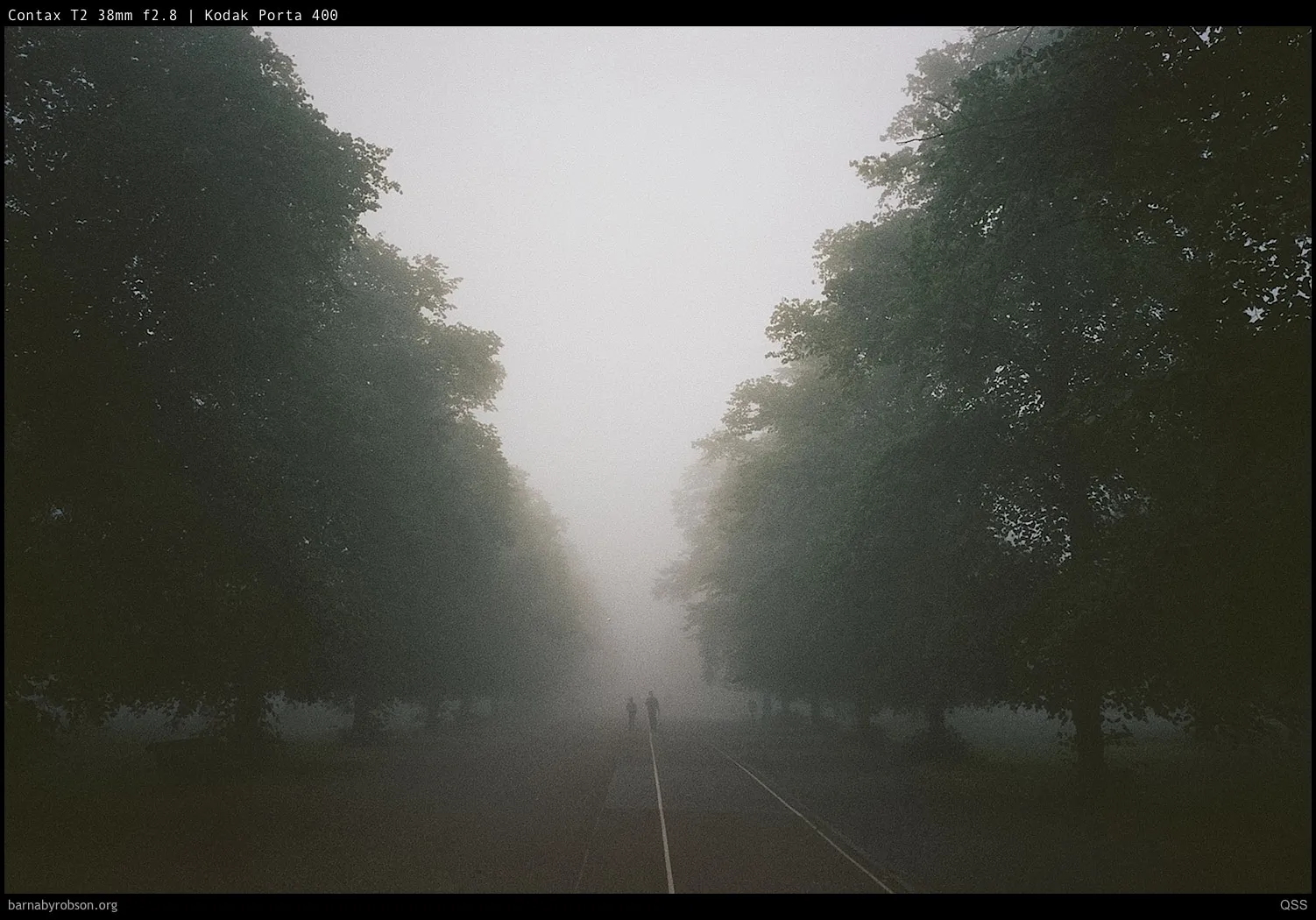 Two people walk down a foggy tree-lined avenue.