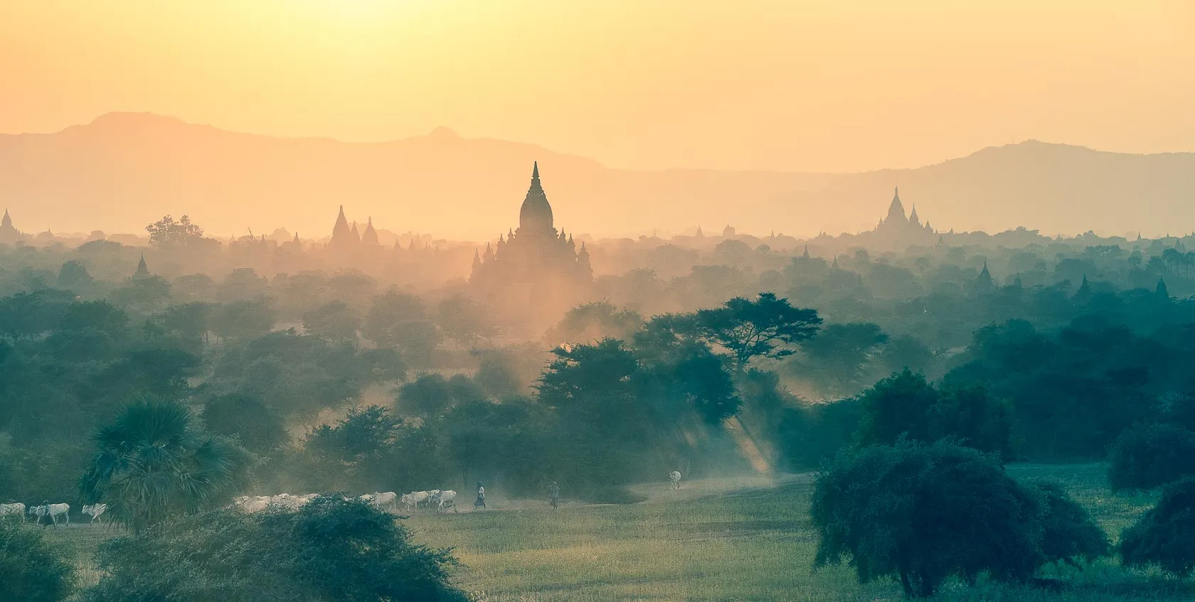 Golden hour mist over ancient temples, trees, and cattle with herders.