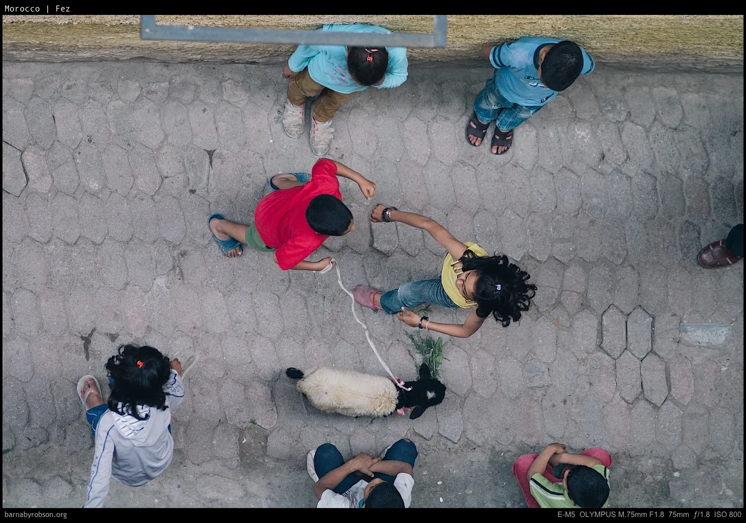 Overhead: children playing with a white lamb on a cobbled street.