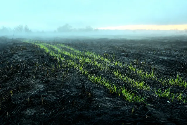 Lines of fresh green regrowth crossing a burned black field under low mist at first light.