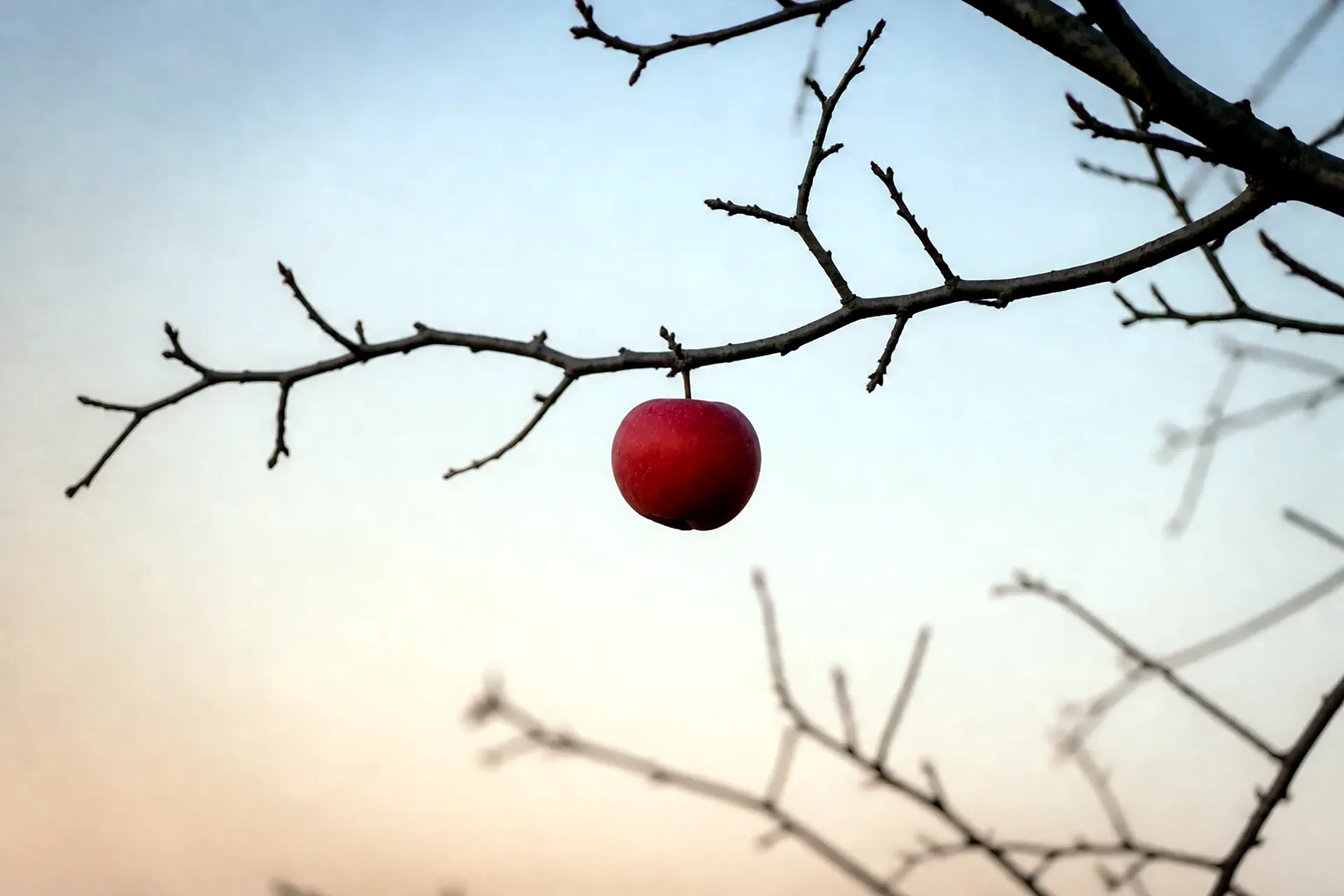 A single ripe red apple hanging from one bare branch against a pale dawn sky.