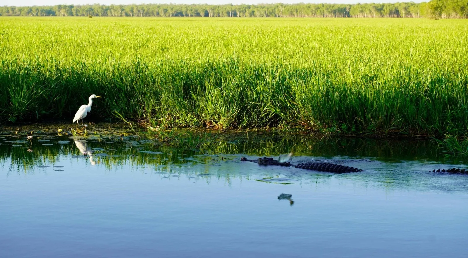 A white egret standing beside a crocodile in the wetlands at Yellow Water.