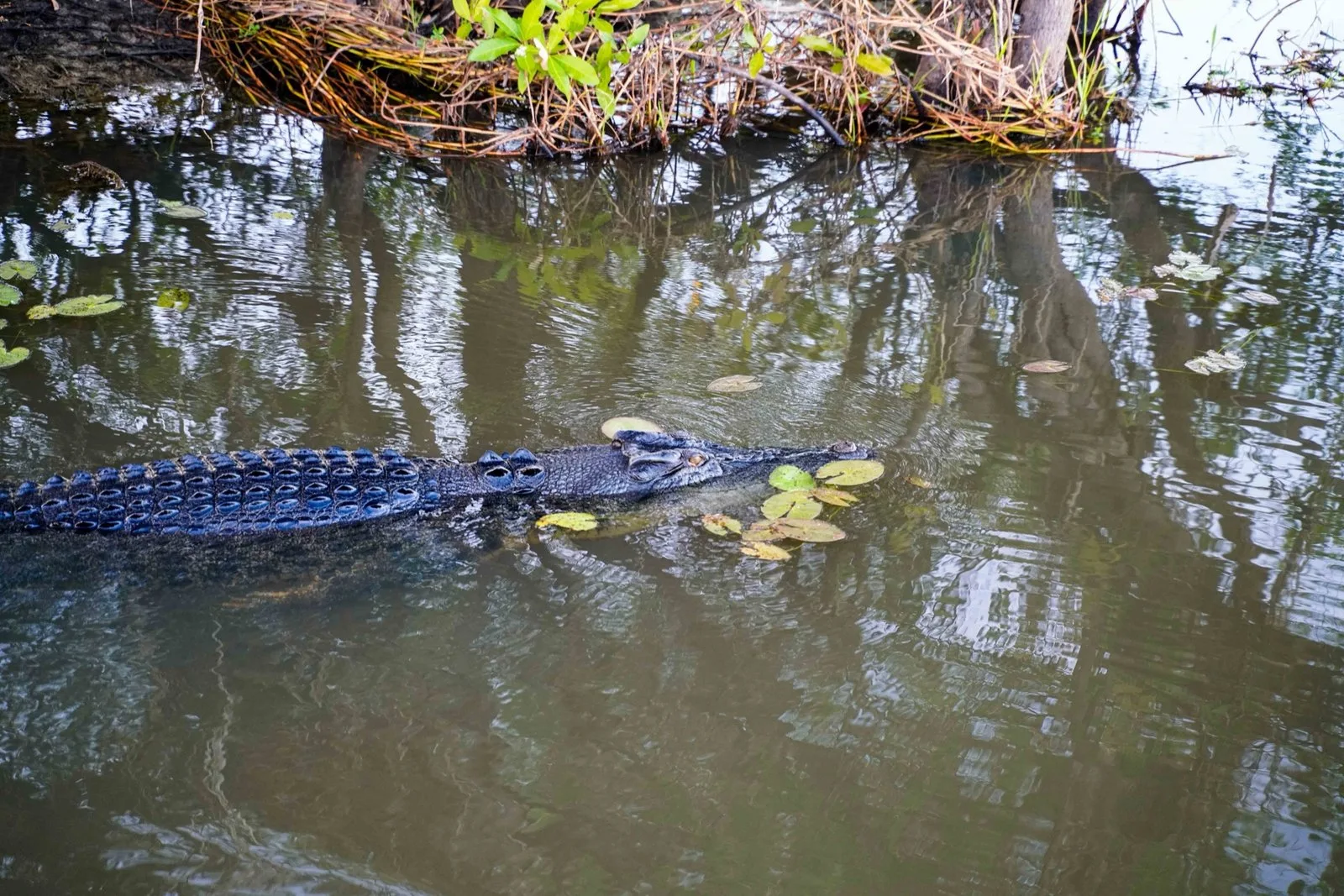 A crocodile floating among lily pads at Yellow Water in Kakadu.